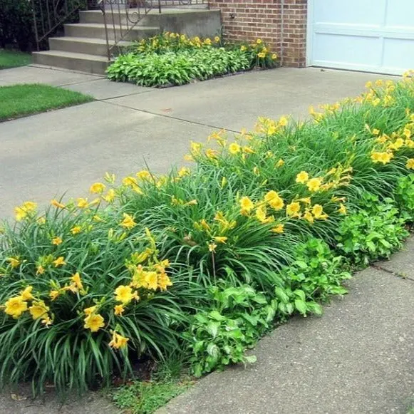 Stella de Oro Daylily
